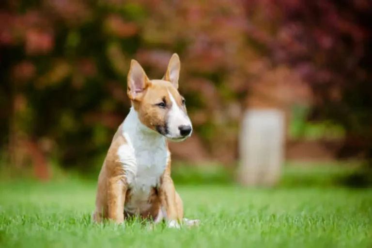 Miniatur Bullterrier: Der Kompakte Kraftprotz unter den Hunden