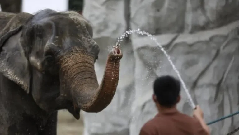 Der Elefantenbulle Ahmed: Ein majestätisches Symbol der WildnisDer Elefantenbulle Ahmed: Ein majestätisches Symbol der Wildnis