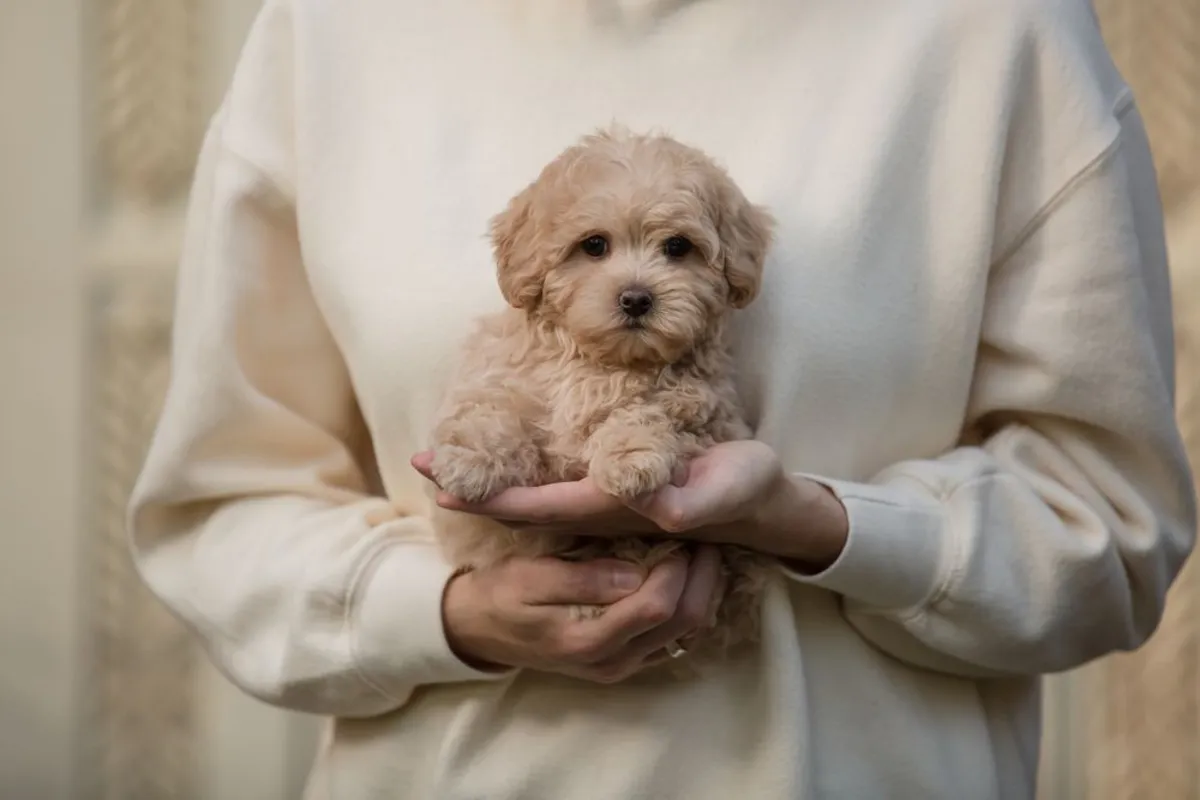 Maltipoo